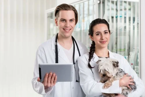 Veterinary professionals caring for a cat